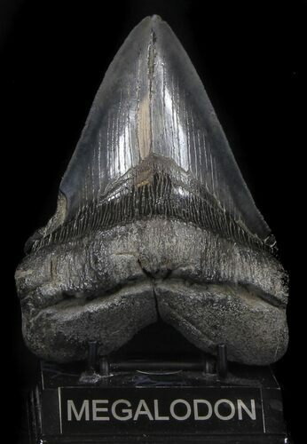 Massive Megalodon Tooth - South Carolina #37352